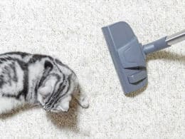 Best Vacuum Cleaners For Cat Litter