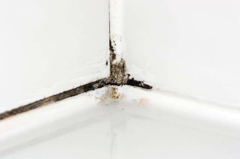 Mildew Mold