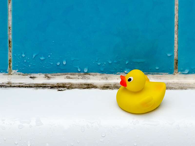 Duck Toy
