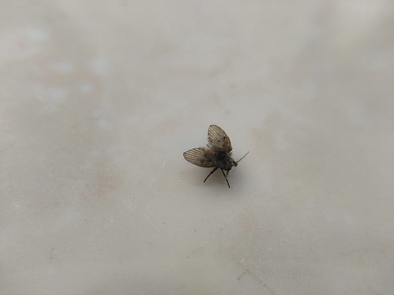 Psychodidae Bathroom