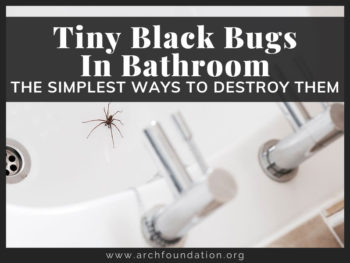 Tiny Black Bugs