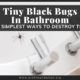 Tiny Black Bugs