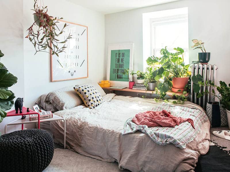 Air-Purifying Indoor Plants 