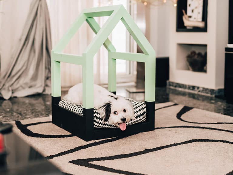 32+ Cute Dog Bedroom Ideas That Make Yours Happy 2024