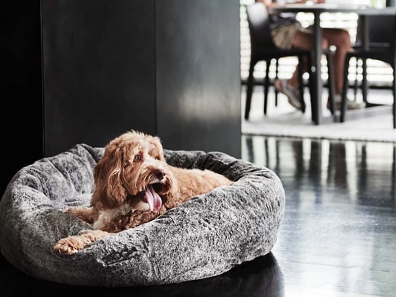 Adorable And Fluffy Bed