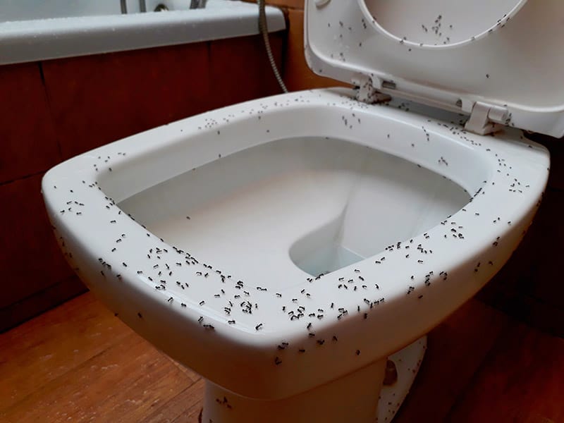 Deal With Ants In Bathroom