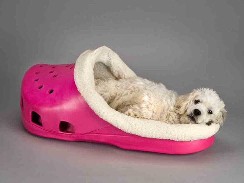 Funny Shoe Bed