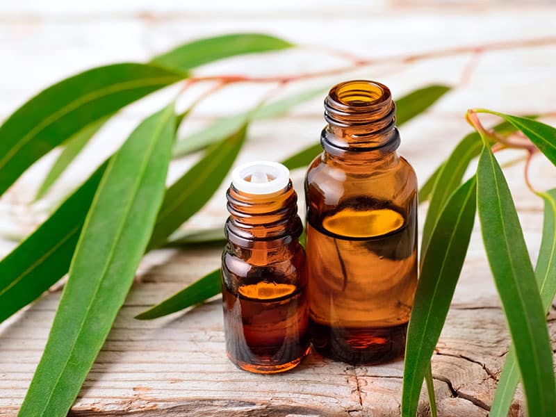 Gum Eucalyptus Oil