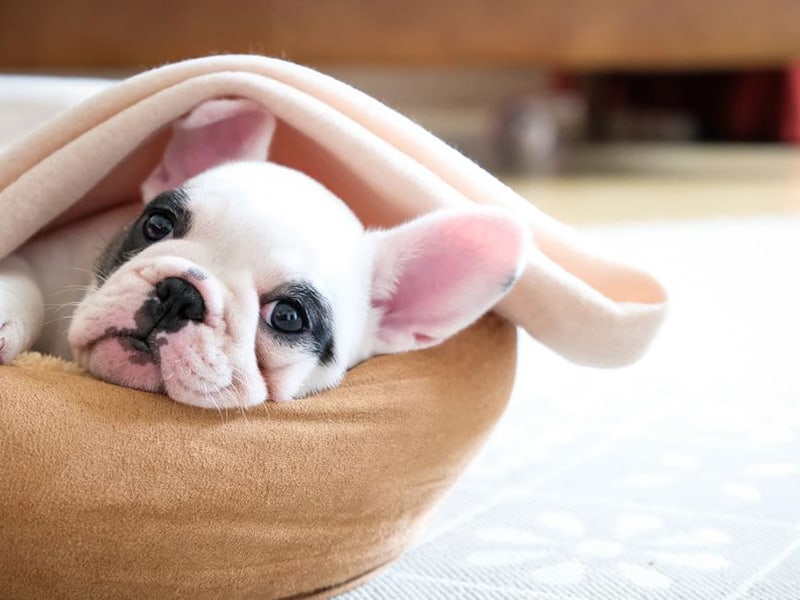 Heated Bed 