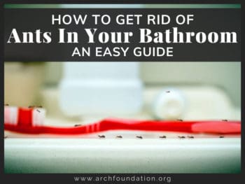 How To Get Rid Of Ants In Your Bathroom