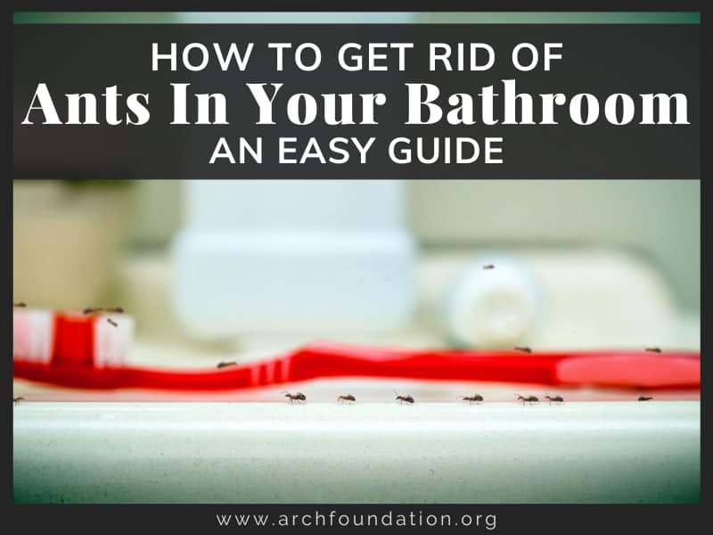 How To Get Rid Of Ants In Your Bathroom - An Easy Guide 2024