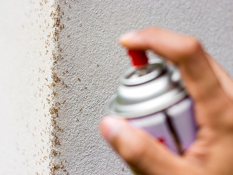 Insecticides Are Very Convenient