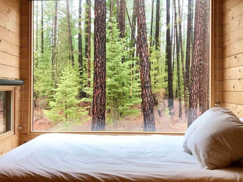 View To The Forest