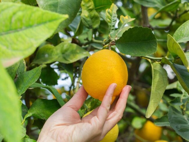 When to Harvest Lemons