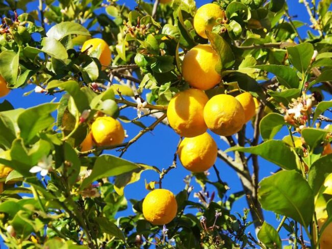 Caring for a Lemon Tree