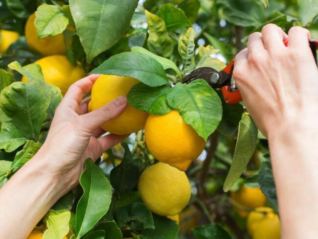 How to Harvest Lemons