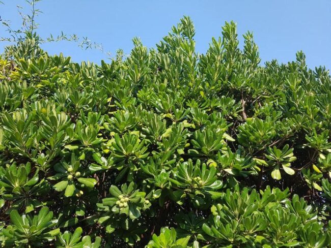Smart Plant Trimming