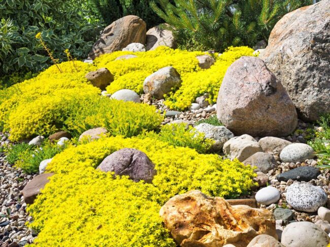 Go for a Low-Maintenance Rock Garden