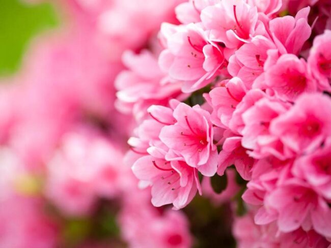 Azaleas: Historical Roots