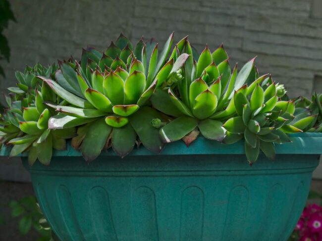 Add Succulent Planters