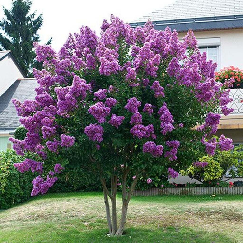 15 Amazing Flowering Spring Trees for Your Yard
