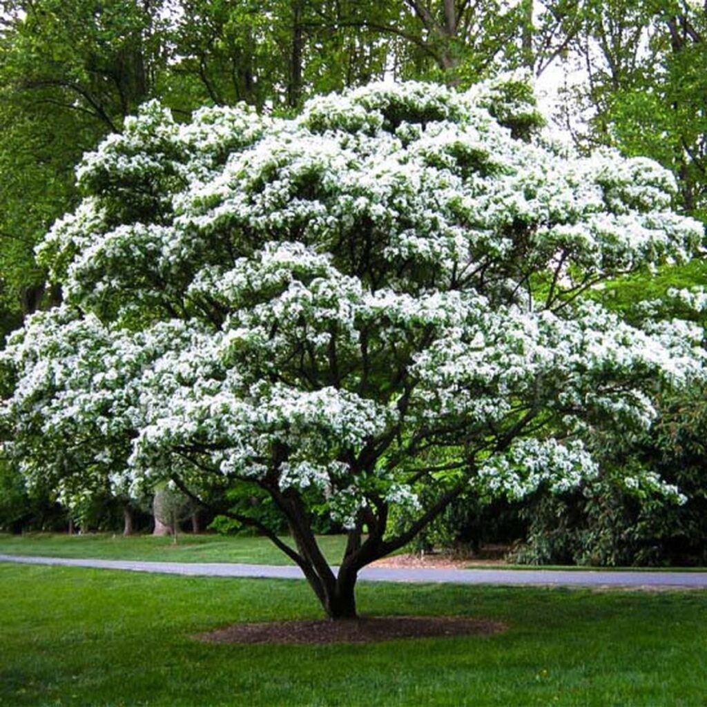 15 Amazing Flowering Spring Trees for Your Yard
