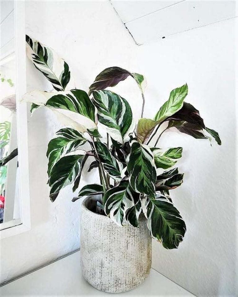 28 Best Indoor Variegated Plants with Stunning Patterns