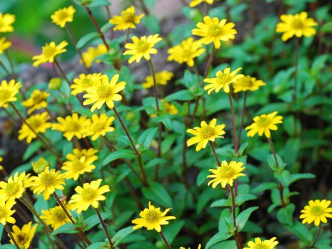 Opt for Xeriscaping Annuals