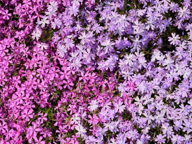 Design with Groundcovers and Ornamental Grasses