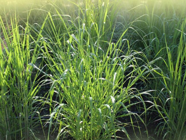 Plant Perennials