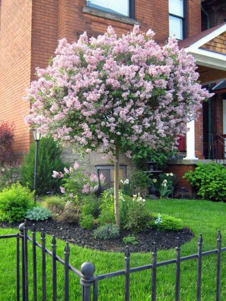 15 Amazing Flowering Spring Trees for Your Yard