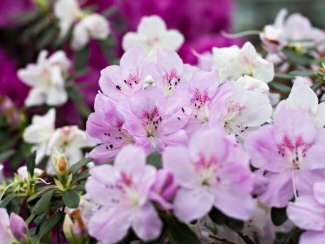 Azalea Legends Explored