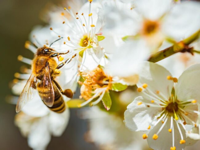Add Color with Pollinator Gardens