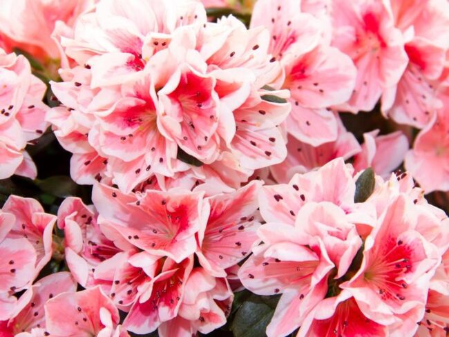 Azalea Flower Symbolism