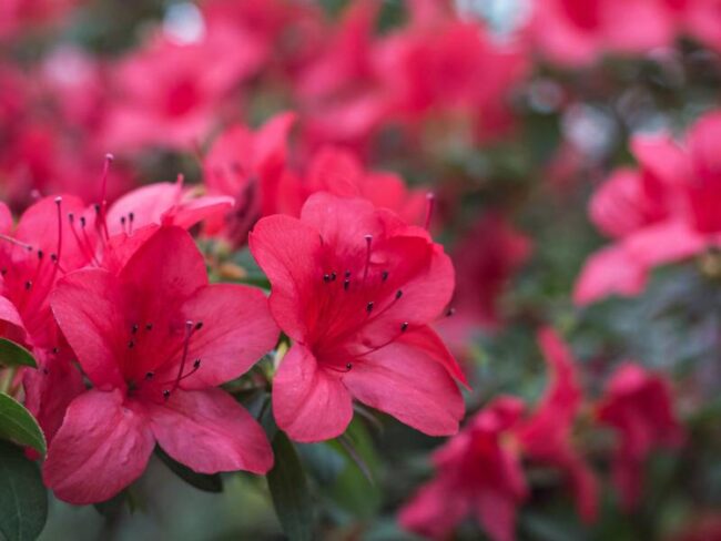 Azaleas' Cultural Impact