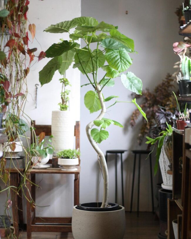 Trimming Your Umbrella Fig