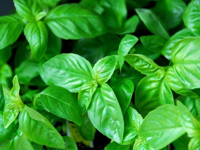 Basil