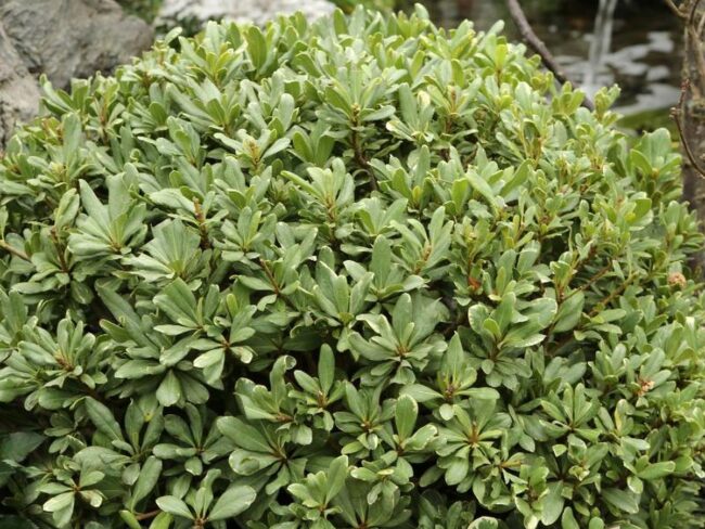 Pittosporum Tobira Variegata
