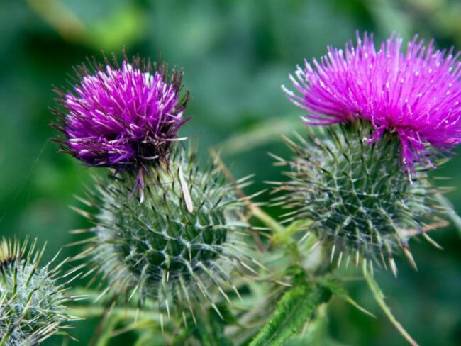 Thistles