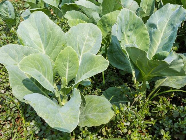 Brassicas