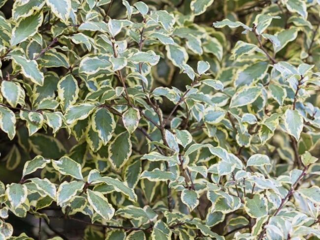 Pittosporum Nigricans or Pittosporum Tenuifolium