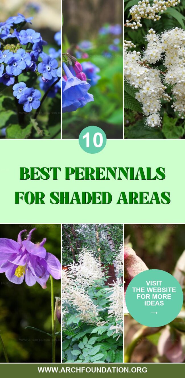 10 Perfect Perennials for Shaded Gardens