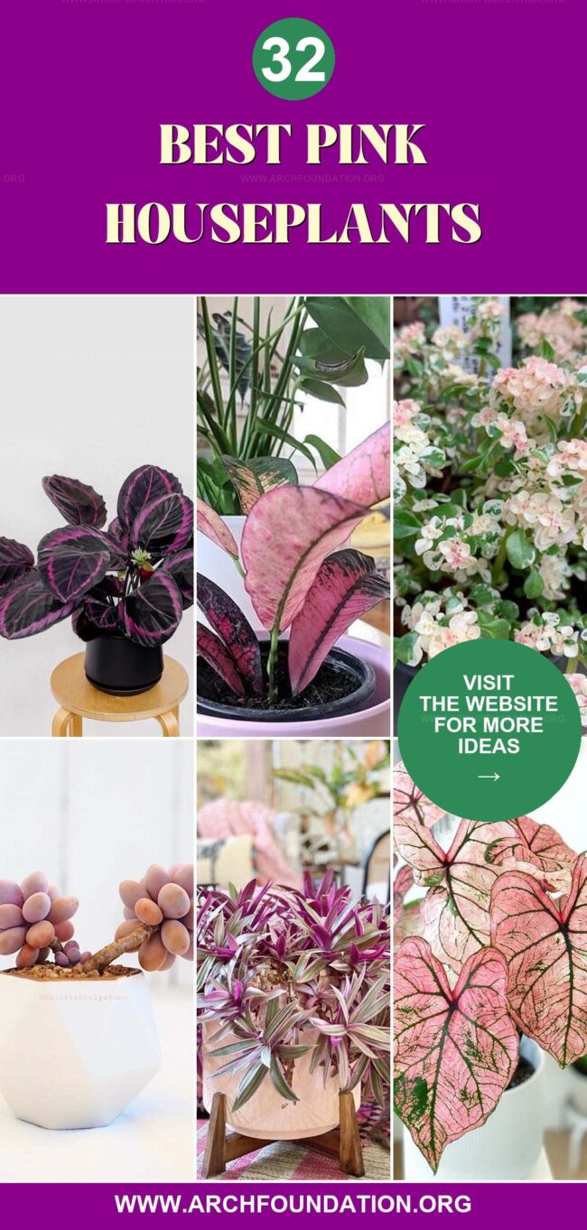 32 Stunning Pink Houseplants for Your Indoor Oasis