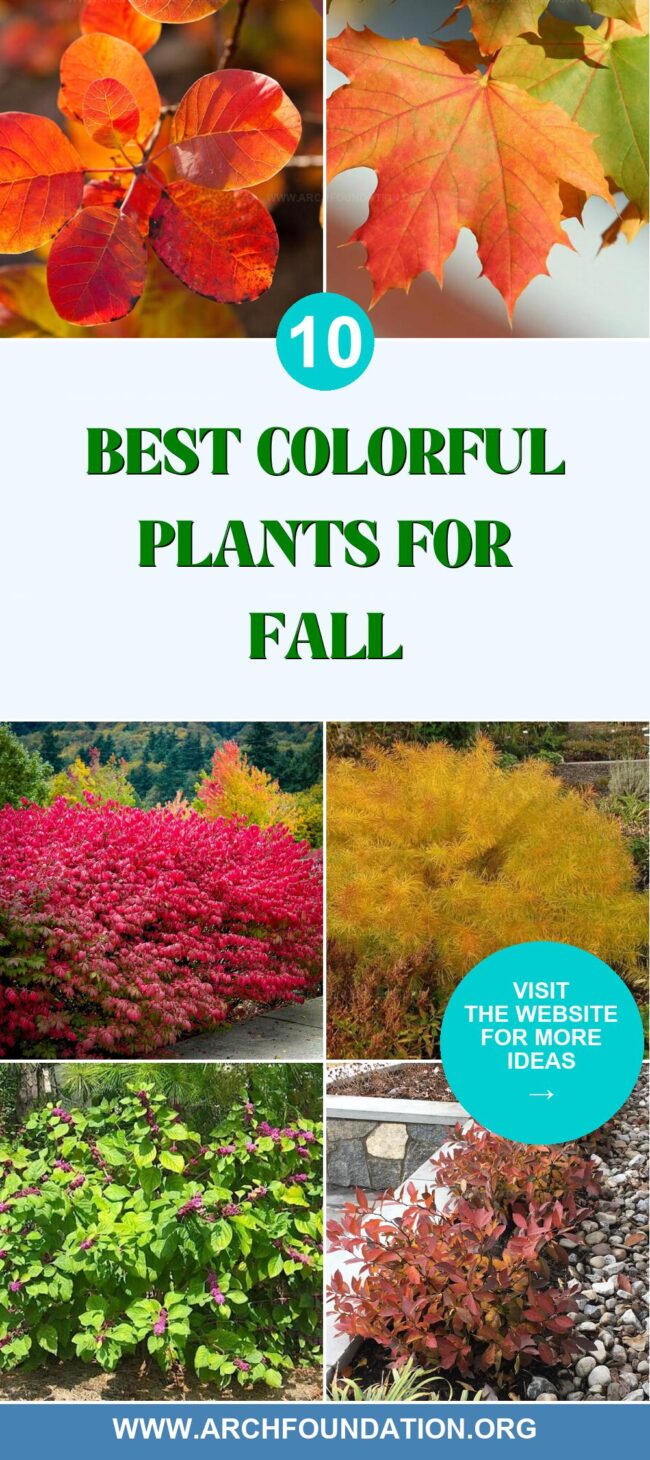 10 Colorful Plants to Brighten Up Your Fall Garden