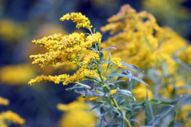 What Are the Tall Weeds with Yellow Flowers?
