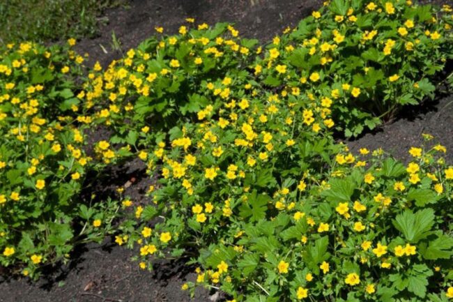 What Are the Small Weeds with Yellow Flowers?