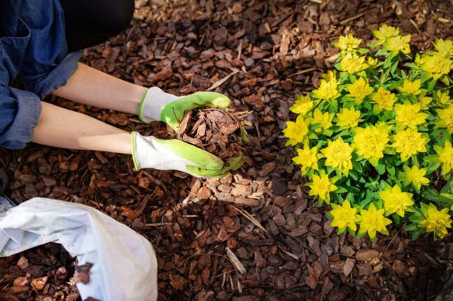 Using Mulch to Stop Yellow Weeds