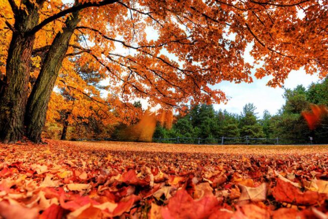 What Trees Turn Red in the Fall?
