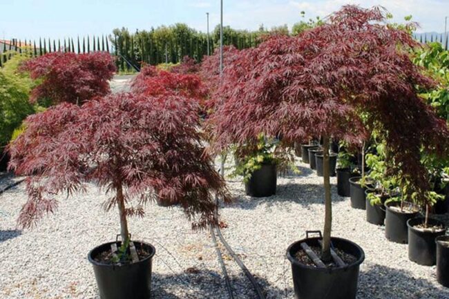 Garnet Maple