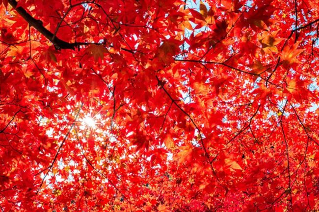 What Trees Have Red Leaves in the Spring?